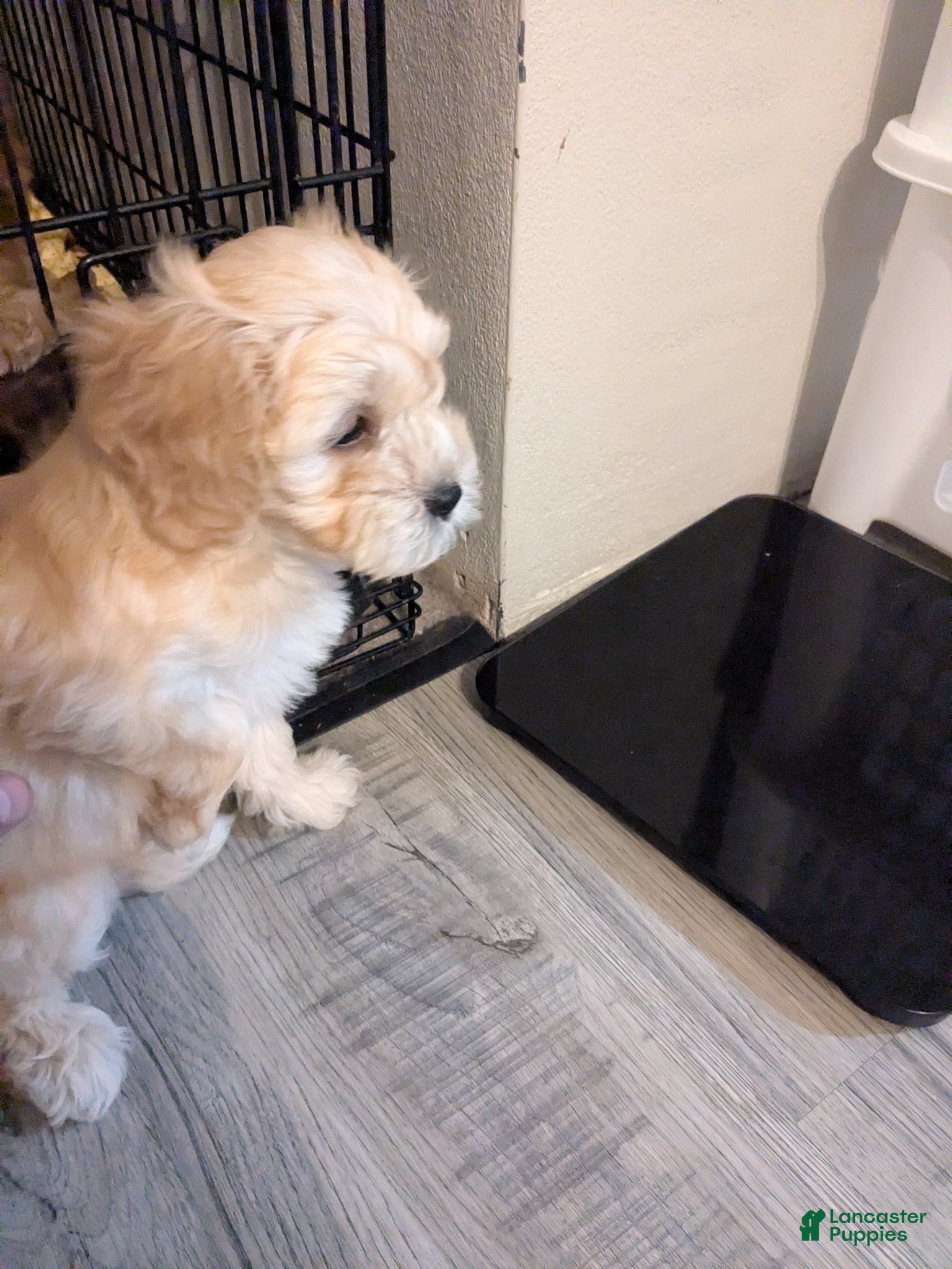 Cavapoo dogs Cavapoo Puppy 1 - Ad 4