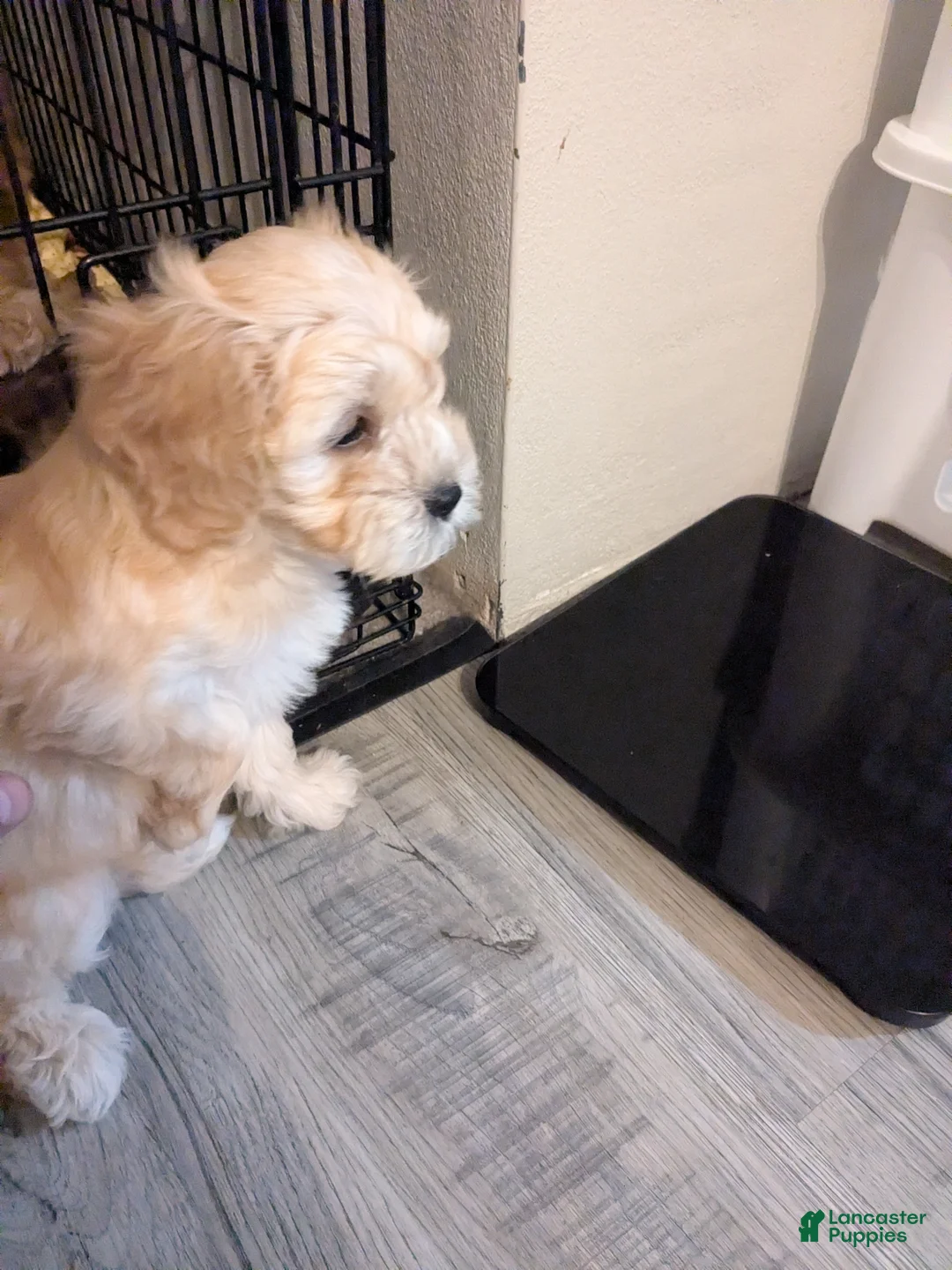 Cavapoo dogs for sale: Cavapoo Puppy 1 - Ad 2