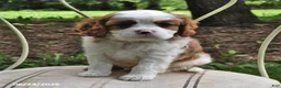 Cavalier King Charles Spaniel dogs for sale: Harry - Ad 4