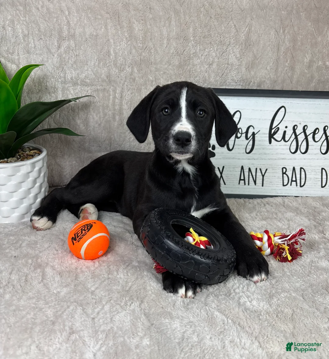 Boxer dogs for sale: Brooklyn  - Ad 2