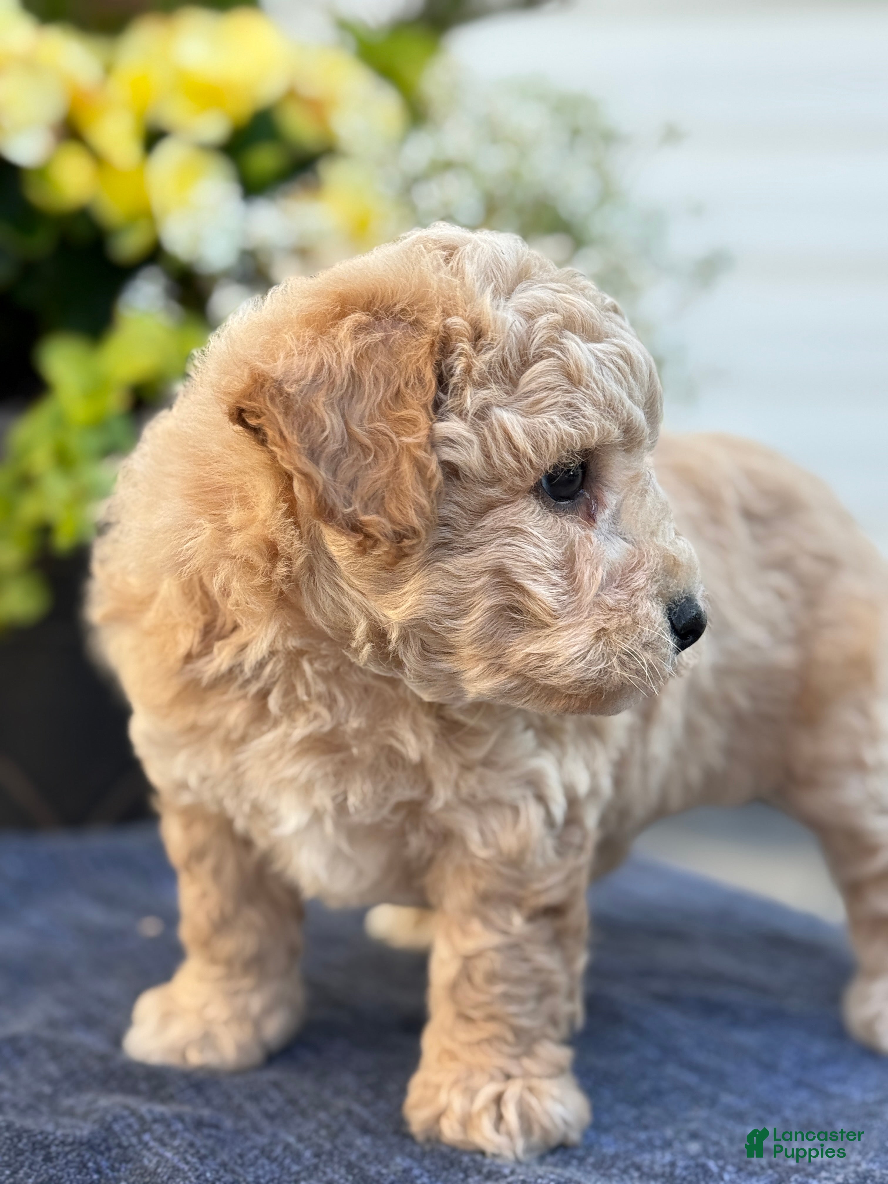 Bichpoo dogs for sale: Ford - Ad 4
