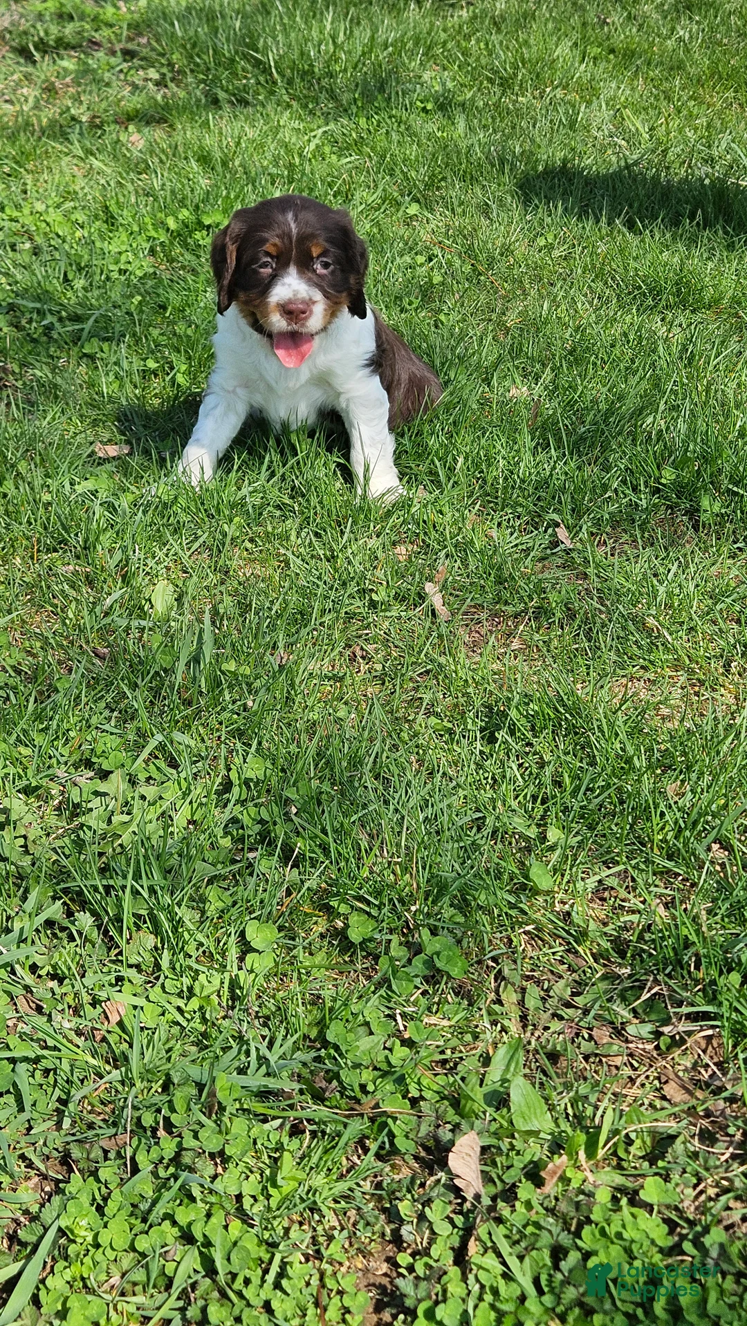 English Springer Spaniel dogs for sale: Allie - Ad 2