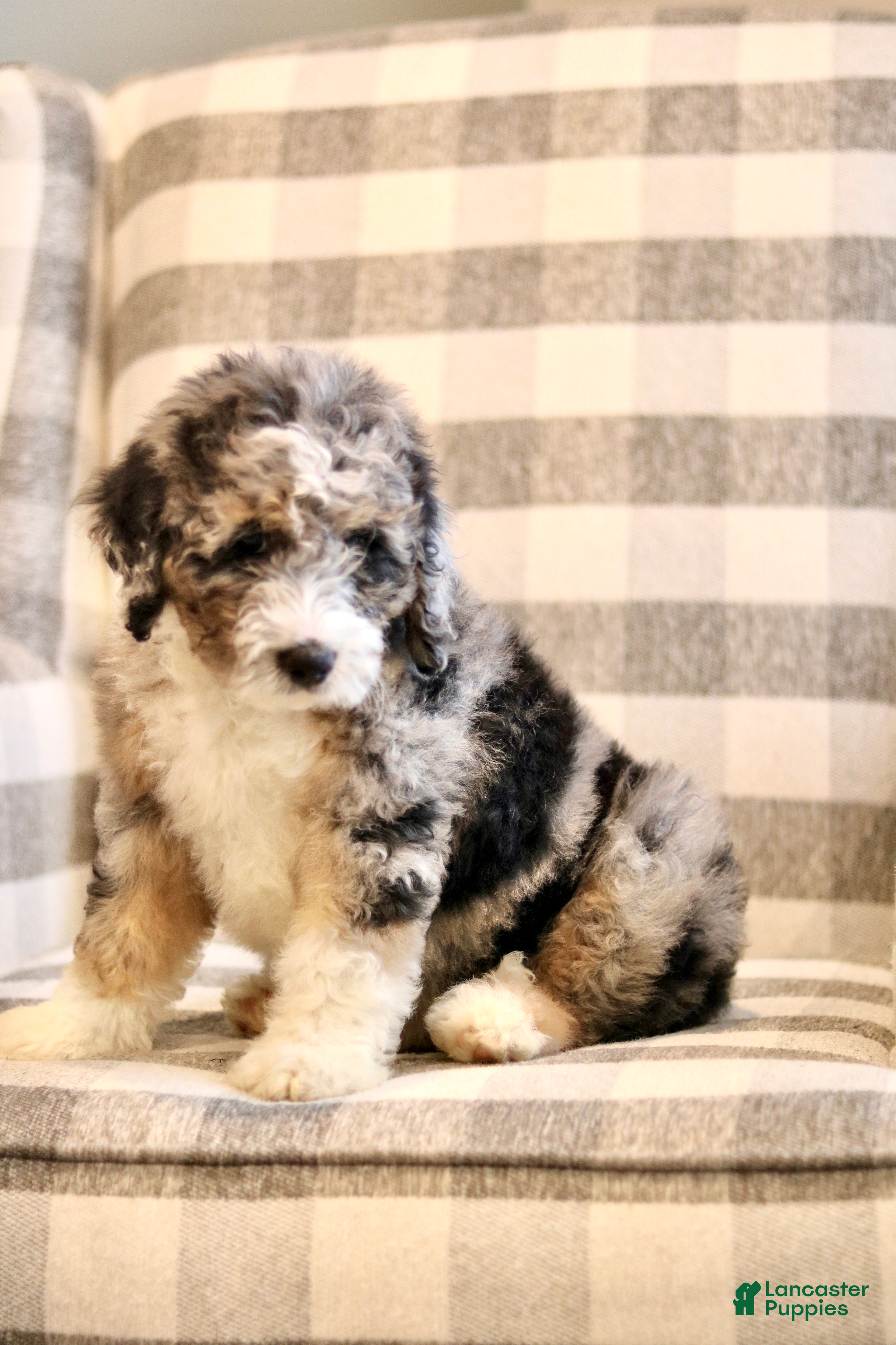 Mini Bernedoodle dogs Henry-F1b - Ad 1