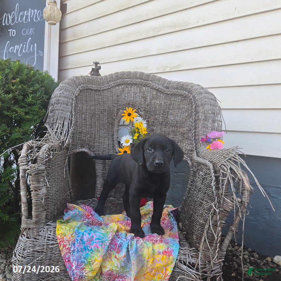 Labrador Retriever dogs Kristy - Ad 1