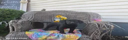 Labrador Retriever dogs for sale: Kristy - Ad 1