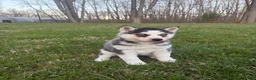 Siberian Husky dogs for sale: Siberian Husky Puppy 1 - Ad 7