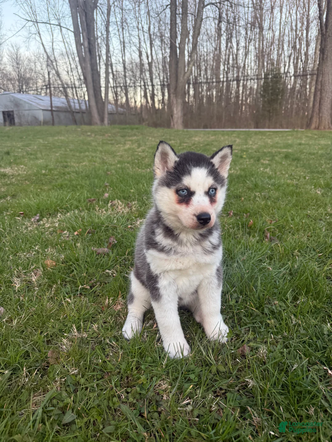 Siberian Husky dogs for sale: Siberian Husky Puppy 1 - Ad 7