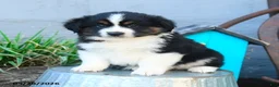 Miniature Australian Shepherd dogs for sale: Belle - Ad 5