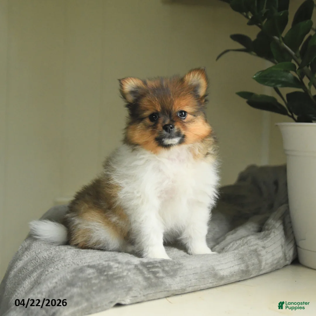 Pomeranian dogs for sale: Summer - Ad 1