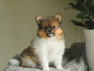 Pomeranian dogs for sale: Summer - Ad 2