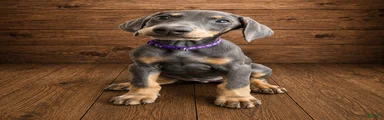 Purple collar female
