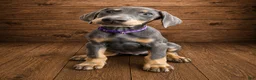 Doberman Pinscher dogs for sale: Purple collar female - Ad 1