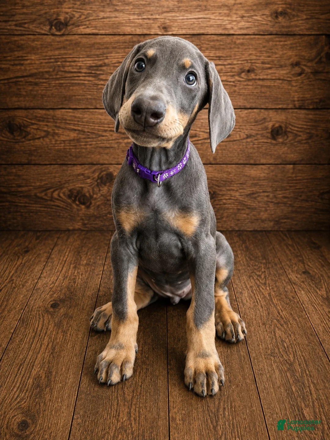 Doberman Pinscher dogs for sale: Purple collar female - Ad 1