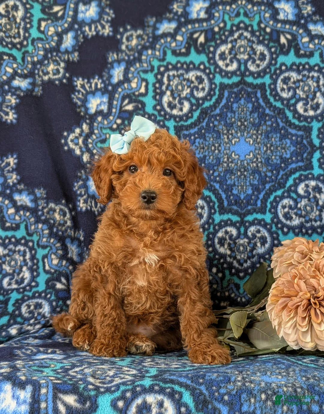Miniature Labradoodle dogs for sale: Charlene Hypoallergenic - Ad 3
