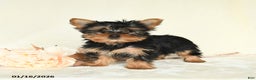 Yorkshire Terrier dogs for sale: Ellie - Ad 3