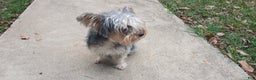 Yorkiepoo dogs for stud: Freddy Jrs - Ad 4
