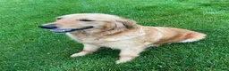 Miniature Golden Retriever dogs for sale: Maple - Ad 7