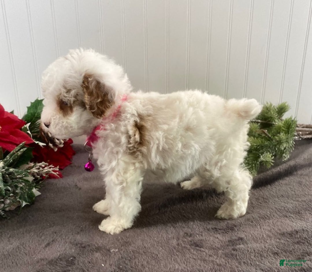 Toy Poodle dogs for sale: Bella - Ad 5