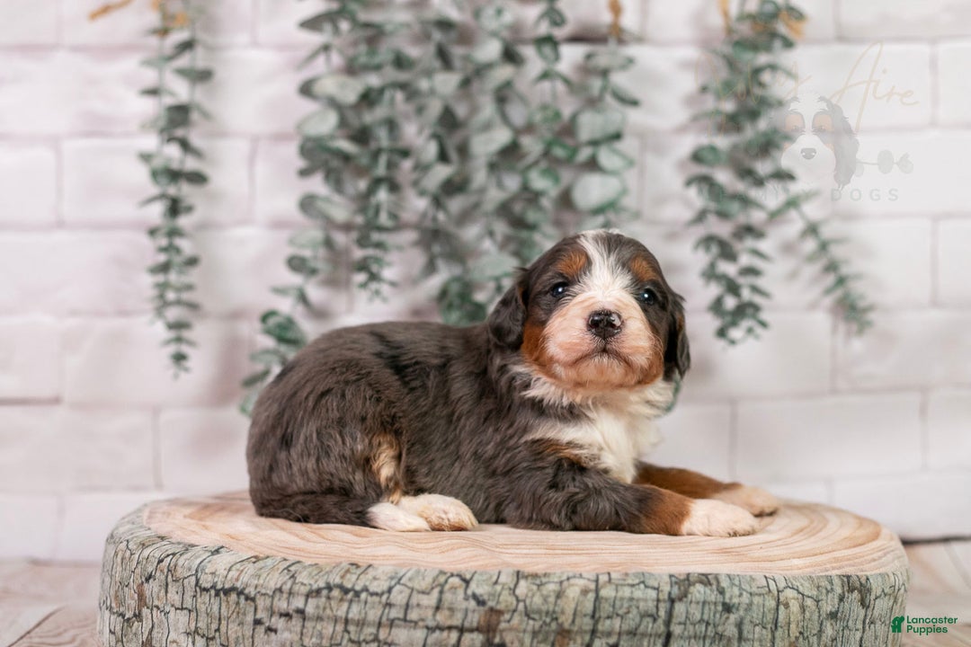 Bernedoodle dogs for sale: Nordic - Ad 7