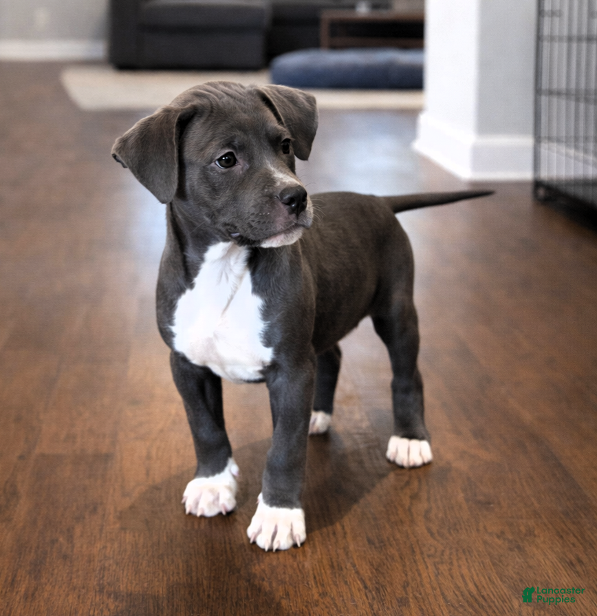 American Bully dogs AALIYAH - Ad 3