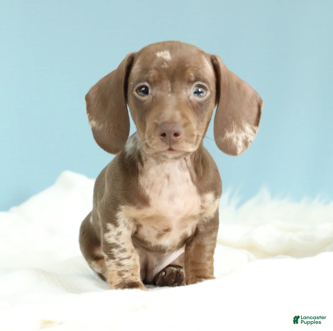 Miniature Dachshund dogs for sale: Kenna - Ad 7