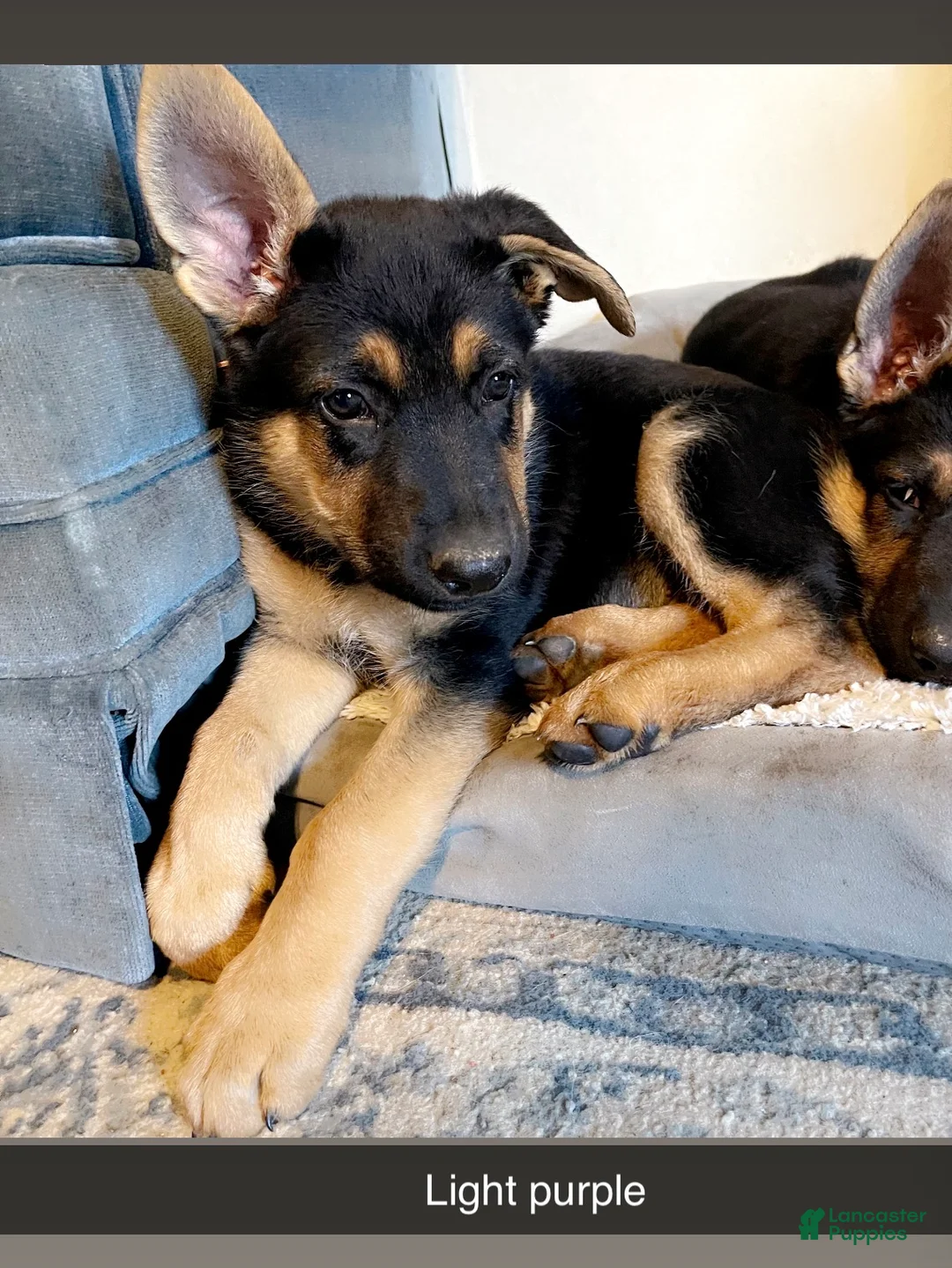 German Shepherd dogs for sale: German Shepherd Puppy 2 light purple  - Ad 4