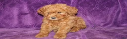 Mini Goldendoodle dogs for sale: Mini Goldendoodle Cody - Ad 16