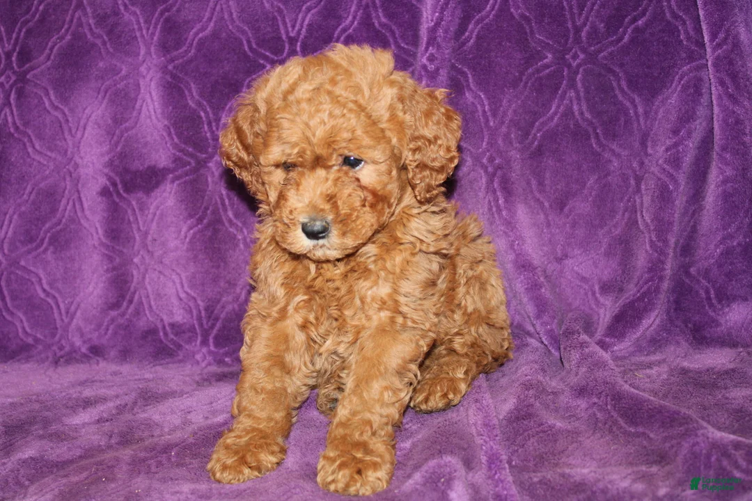 Mini Goldendoodle dogs for sale: Mini Goldendoodle Cody - Ad 16