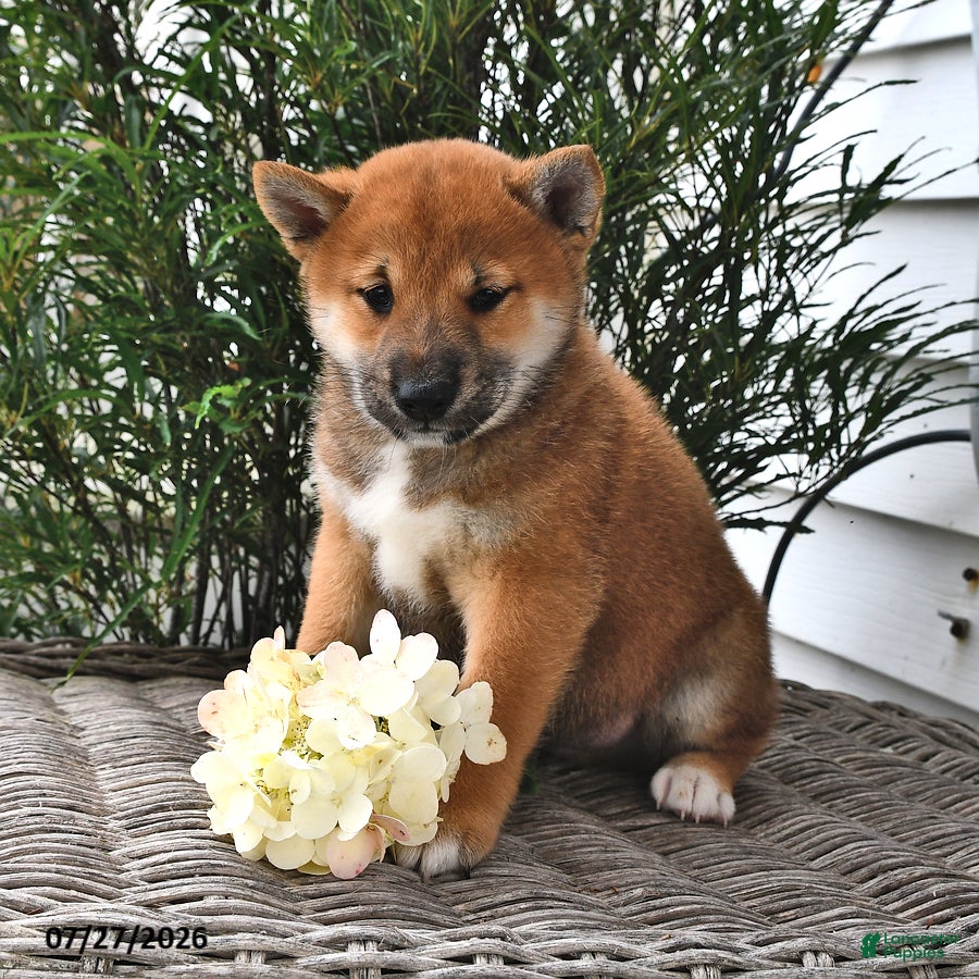 Shiba Inu dogs Skyler - Ad 2