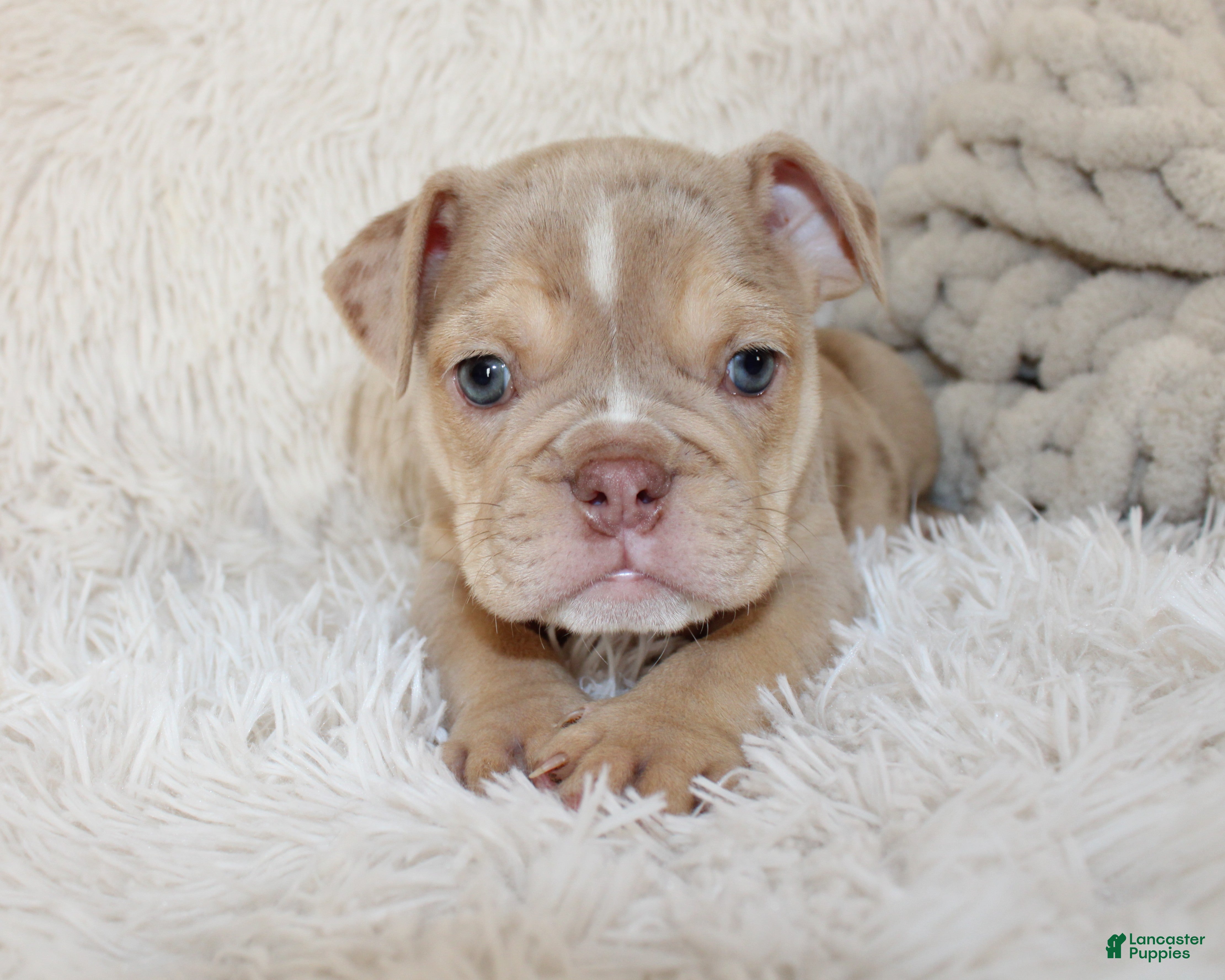 English Bulldog dogs Kacy - Ad 2