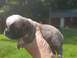 Pug dogs Optimus prime - Ad 26