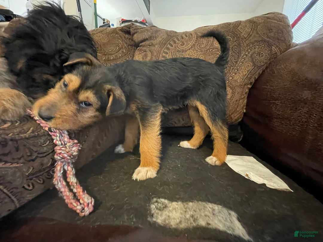 Mixed Breed dogs for sale: Mixed Breed Puppy 1 - Ad 2