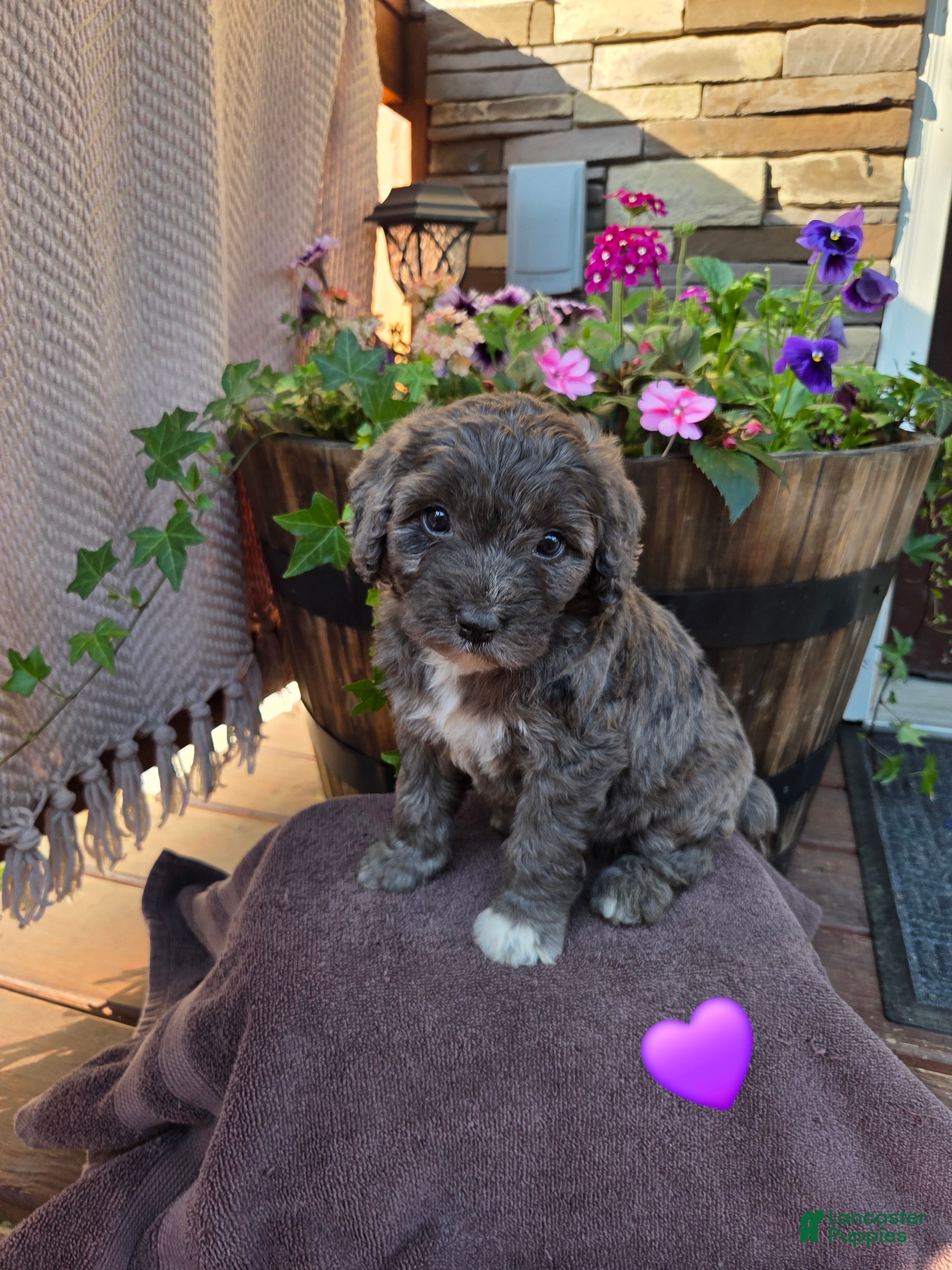 Aussiedoodle dogs Daisy - Ad 1