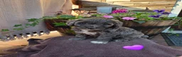 Aussiedoodle dogs for sale: Daisy - Ad 1