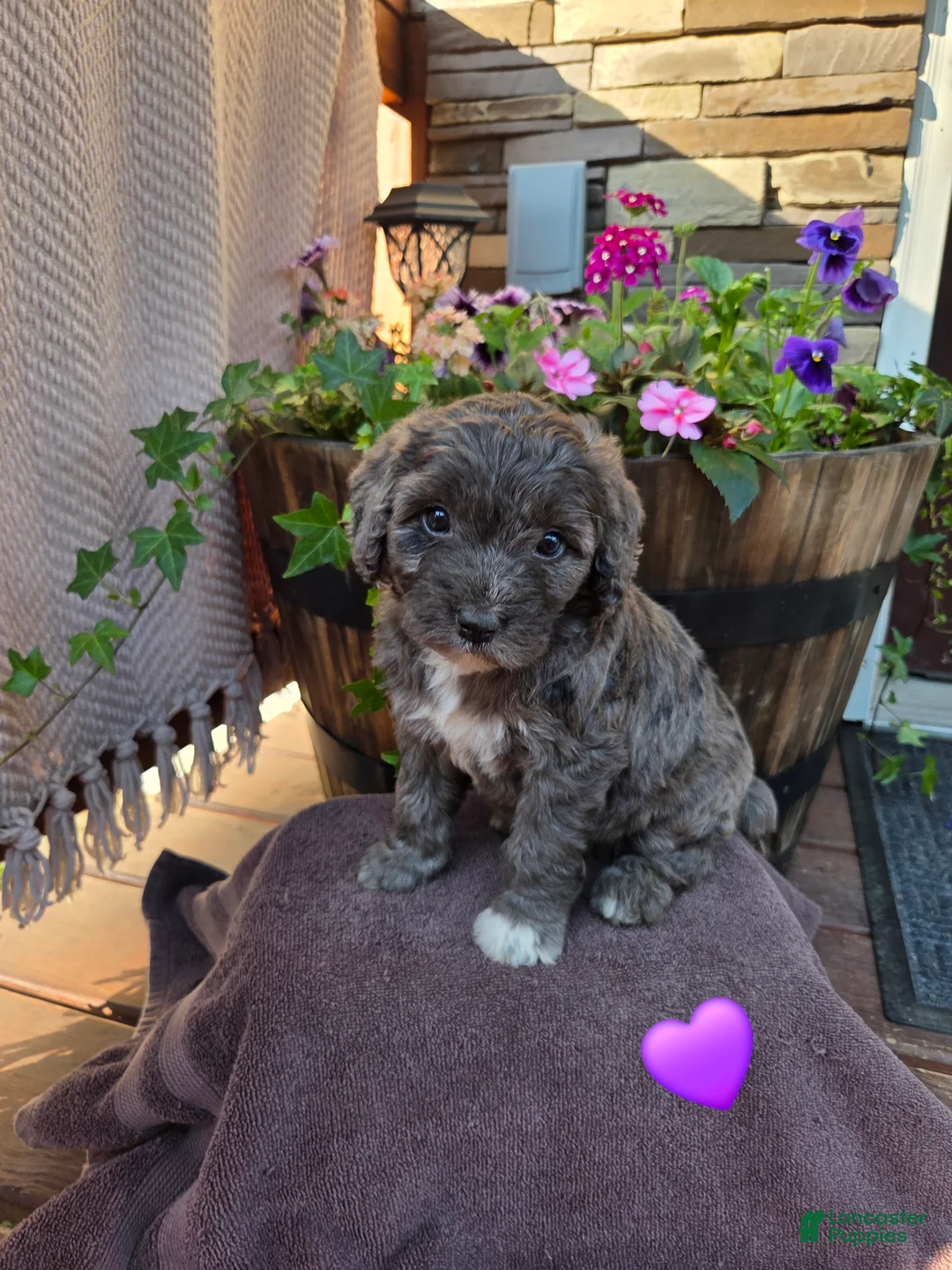 Aussiedoodle dogs for sale: Daisy - Ad 1
