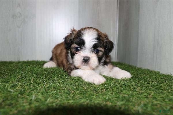 Shih Tzu dogs Winston - Ad 2