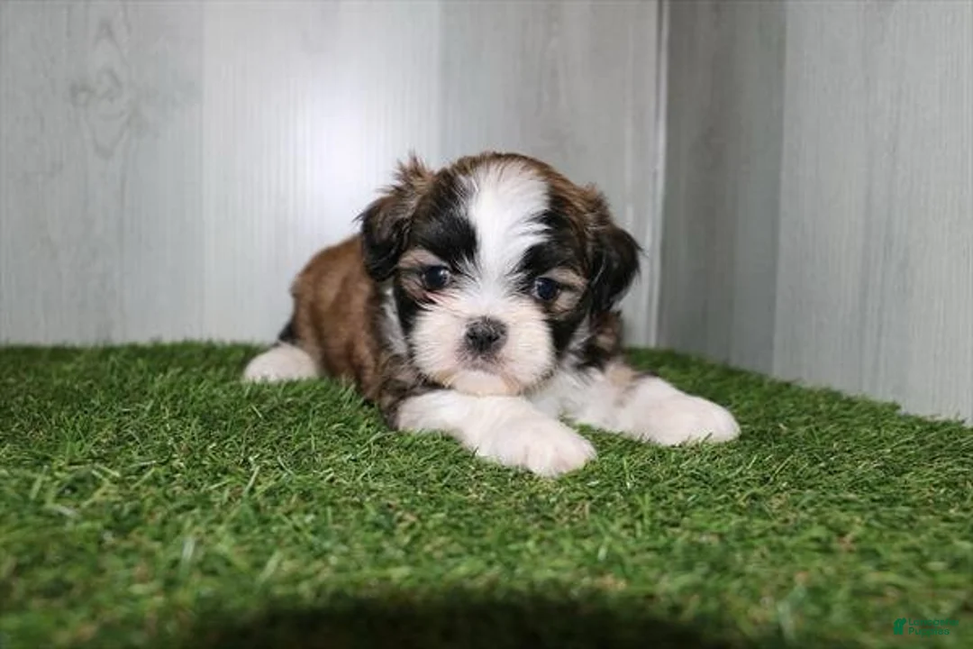 Shih Tzu dogs for sale: Winston - Ad 1