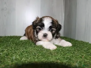 Shih Tzu dogs Winston - Ad 2