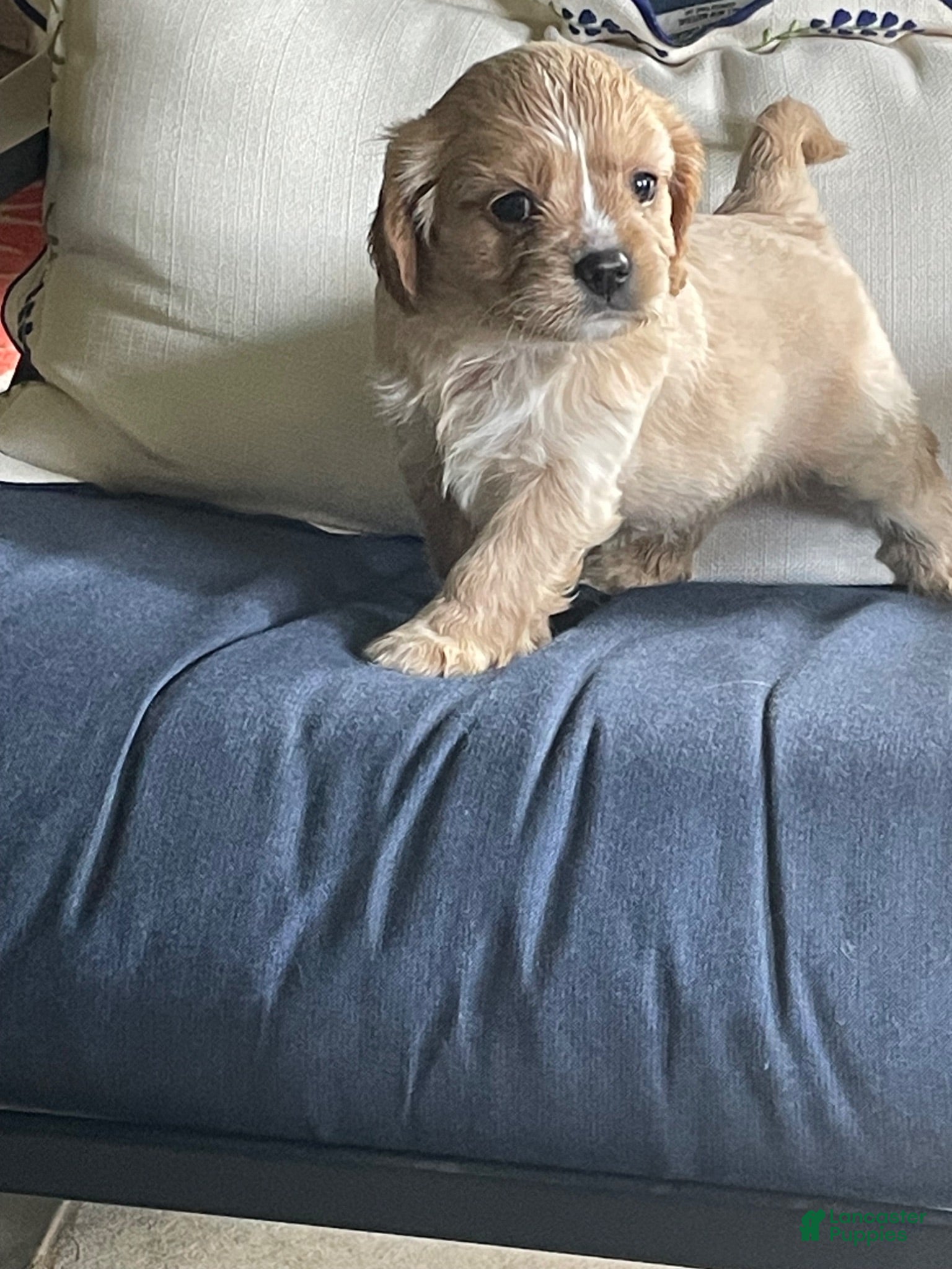 Cavalier King Charles Spaniel dogs Luke Skywalker (Luke) - Ad 2