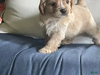Cavalier King Charles Spaniel dogs Luke Skywalker (Luke) - Ad 3