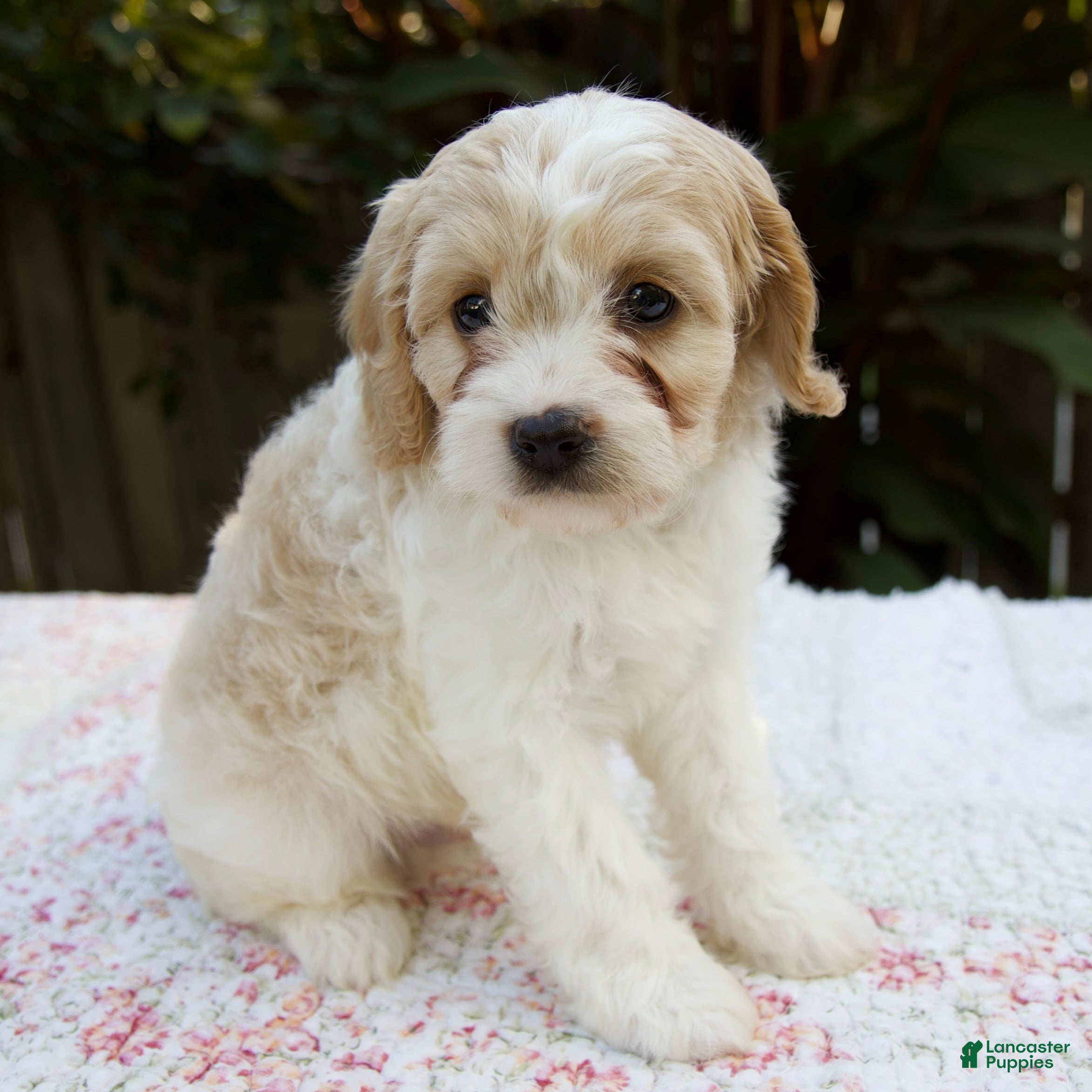 Cavapoo dogs Finn - Ad 2
