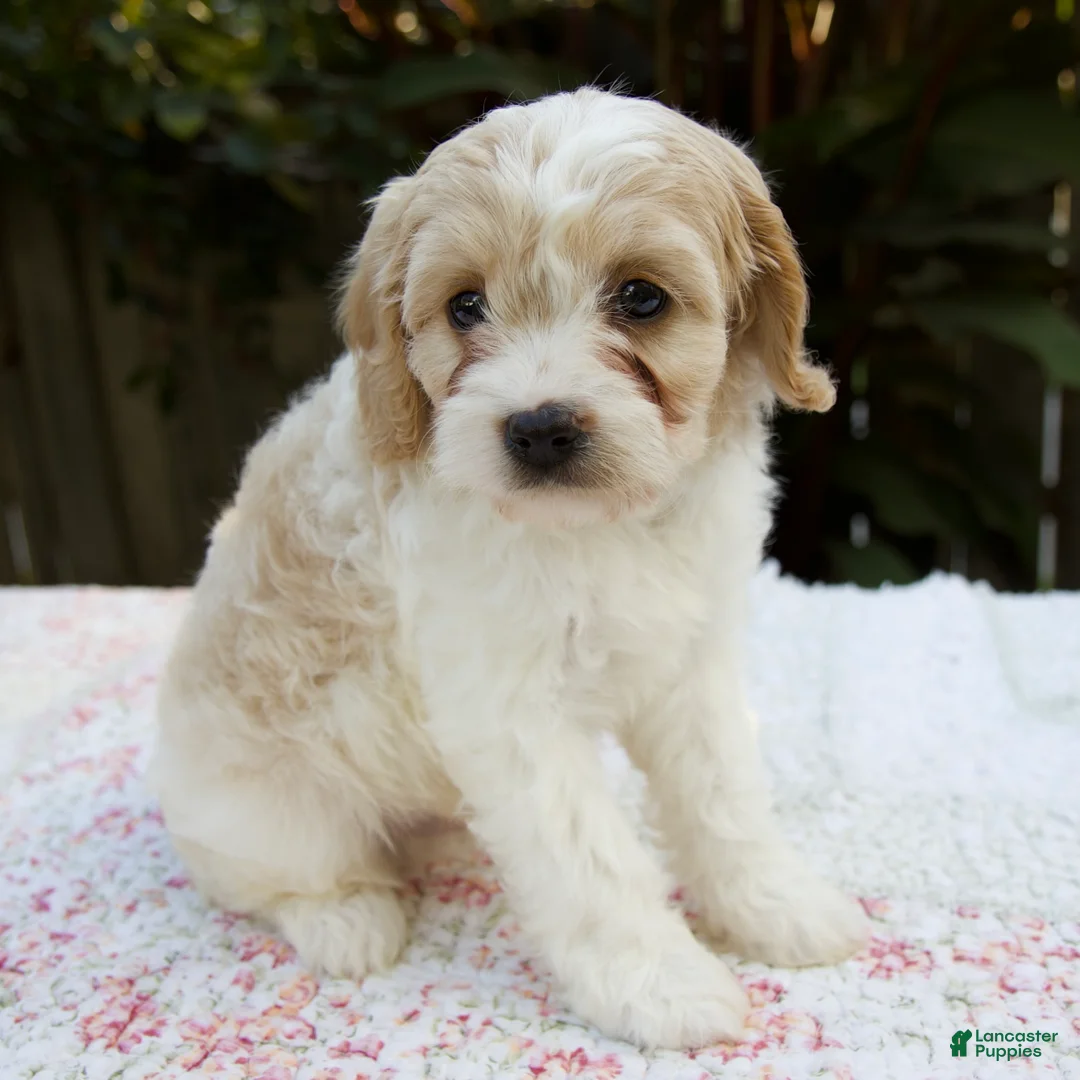 Cavapoo dogs for sale: Finn - Ad 2
