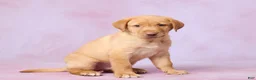 Labrador Retriever dogs for sale: Dallas - Ad 3