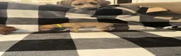 Great Dane dogs for sale: Magenta  - Ad 7