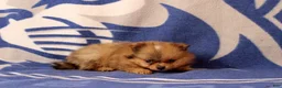 Pomeranian dogs for sale: Gianna - Ad 3