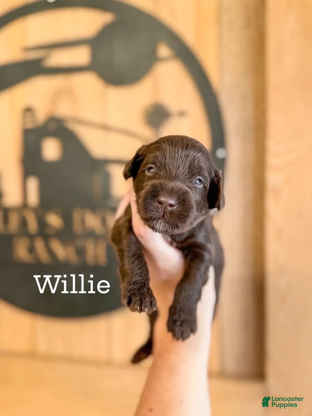 Double Doodle dogs for sale: Willie - Ad 1