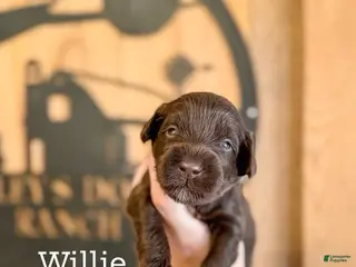 Double Doodle dogs Willie - Ad 6