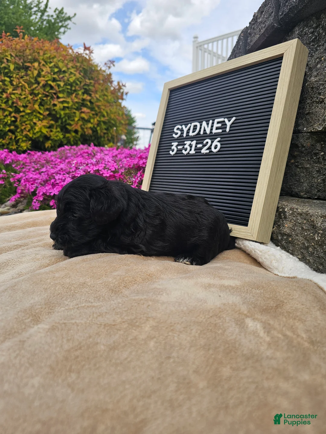 Miniature Schnauzer dogs for sale: Sydney - Ad 2