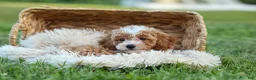 Miniature Poodle dogs for sale:  Ginger 🌸 - Ad 8