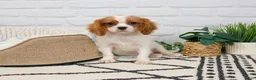 Cavalier King Charles Spaniel dogs for sale: Keanu - Ad 4